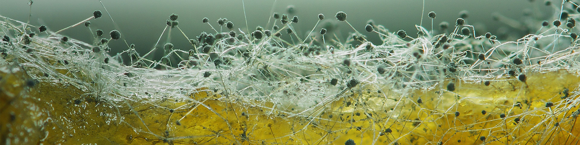 mold-header